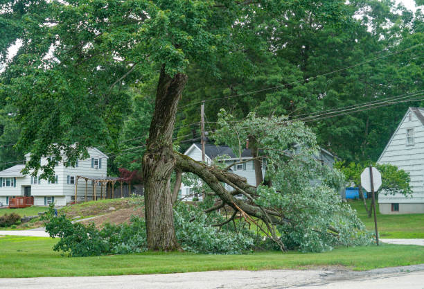 Tree and Shrub Care